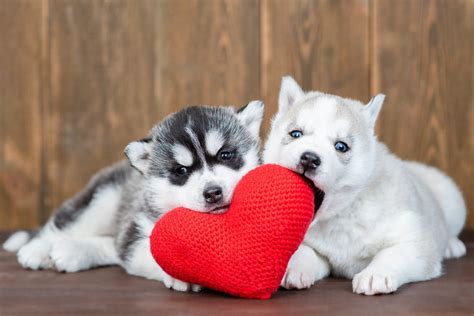 犬 ちんこ 赤い|犬の赤チンは、子孫を残すための生理現象。その生態。